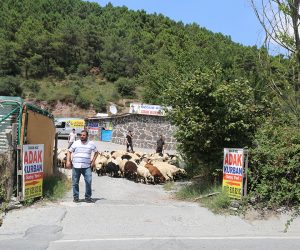 Kadıköy Fikirtepe Adak Kurban Satış Yeri