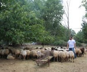 Beykoz Anadoluhisarı Adak Koyun Satış Yeri